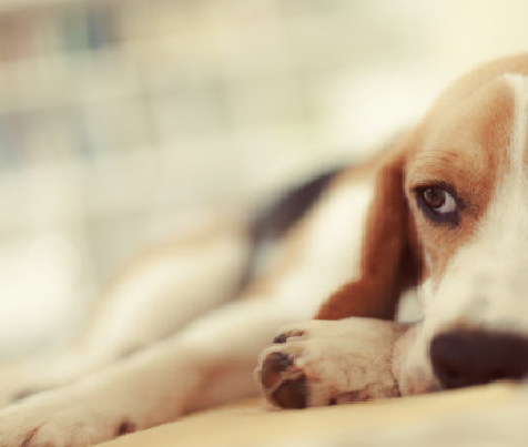 Brucella Canis Antiboy (B. Canis AB) Тест жинағы: Малдан жасалған бруцеллезге жылдам далалық диагностика
