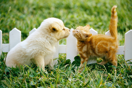 Үй жануарларының денсаулығына арналған Toxoplasma Gondii антигені (Toxo AG) тест жинағын іске қосады