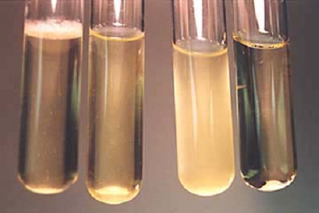 Бабио глобалды микробиология зертханаларына арналған жоғары сапалы мидың жоғары сапалы инфузиялық сорпасын іске қосады