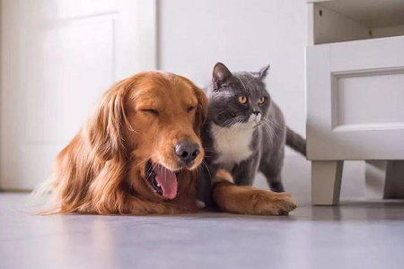 Бабио Toxo AB Toxo AB тест жинағын үй жануарларында антиденге қарсы анықтауға арналған жинақ