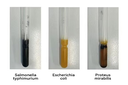 Бабио сенімді ғаламдық микробты үлгіні алу үшін жоғары сапалы көлік ортасын (SS типін) іске қосады