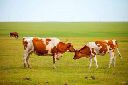 Бабио қазіргі заманғы мал шаруашылығына арналған жүктіліктің жоғары сезімталдығы бар