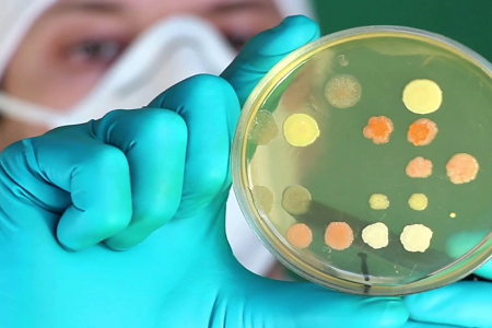 BABIO жаһандық клиникалық және зертханалық микробиологияға арналған премиум Trypticase соя сорпасын (TSB) шығарады.