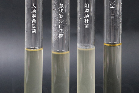 Babio Biotechnology сенімді микробтарды өсіруге арналған жоғары өнімді мидың жүрек инфузиялық сорпасын шығарады.