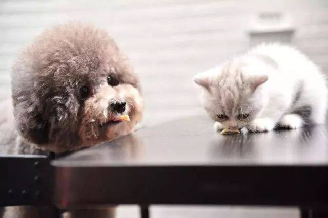 Babio Biotech дәл диагностикаға арналған кеңейтілген үй жануарларына арналған сынақ жинағын шығарады